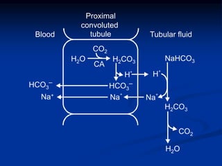 CO2
H2O
H
+
H+
CO2
CA
H2O H2CO3 NaHCO3
H2CO3
Blood Tubular fluid
Na
+
Na+
Na
+
Proximal
convoluted
tubule
HCO3
‒
HCO3
‒
 