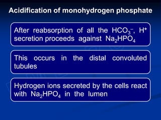 After reabsorption of all the HCO3
‒, H+
secretion proceeds against Na2HPO4
This occurs in the distal convoluted
tubules
Hydrogen ions secreted by the cells react
with Na2HPO4 in the lumen
Acidification of monohydrogen phosphate
 