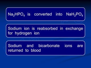 Na2HPO4 is converted into NaH2PO4
Sodium ion is reabsorbed in exchange
for hydrogen ion
Sodium and bicarbonate ions are
returned to blood
 