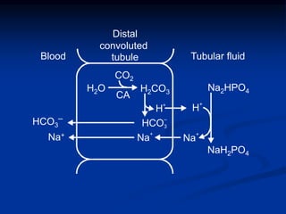 HCO
–
3
H
+
H+
CO2
CA
H2O H2CO3 Na2HPO4
NaH2PO4
Blood Tubular fluid
Na
+
Na+
Na
+
Distal
convoluted
tubule
HCO3
‒
 