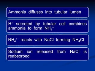Ammonia diffuses into tubular lumen
H+ secreted by tubular cell combines
ammonia to form NH4
+
NH4
+ reacts with NaCl forming NH4Cl
Sodium ion released from NaCl is
reabsorbed
 