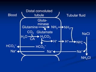 H+
H2O
Gluta-
minase
Glutamate
Glutamine NH3
NaCl
NH4Cl
Blood
Distal convoluted
tubule Tubular fluid
Na+
CO2
H2CO3
NH+
4
CA
NH3
H+
Na+Na+
HCO3
‒HCO3
‒
 