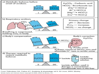 Ppo2 Acid Base Balance Acid-Base Balance.ppt Acid-Base Balance.pptAcid-Base Balance.pptAcid ...