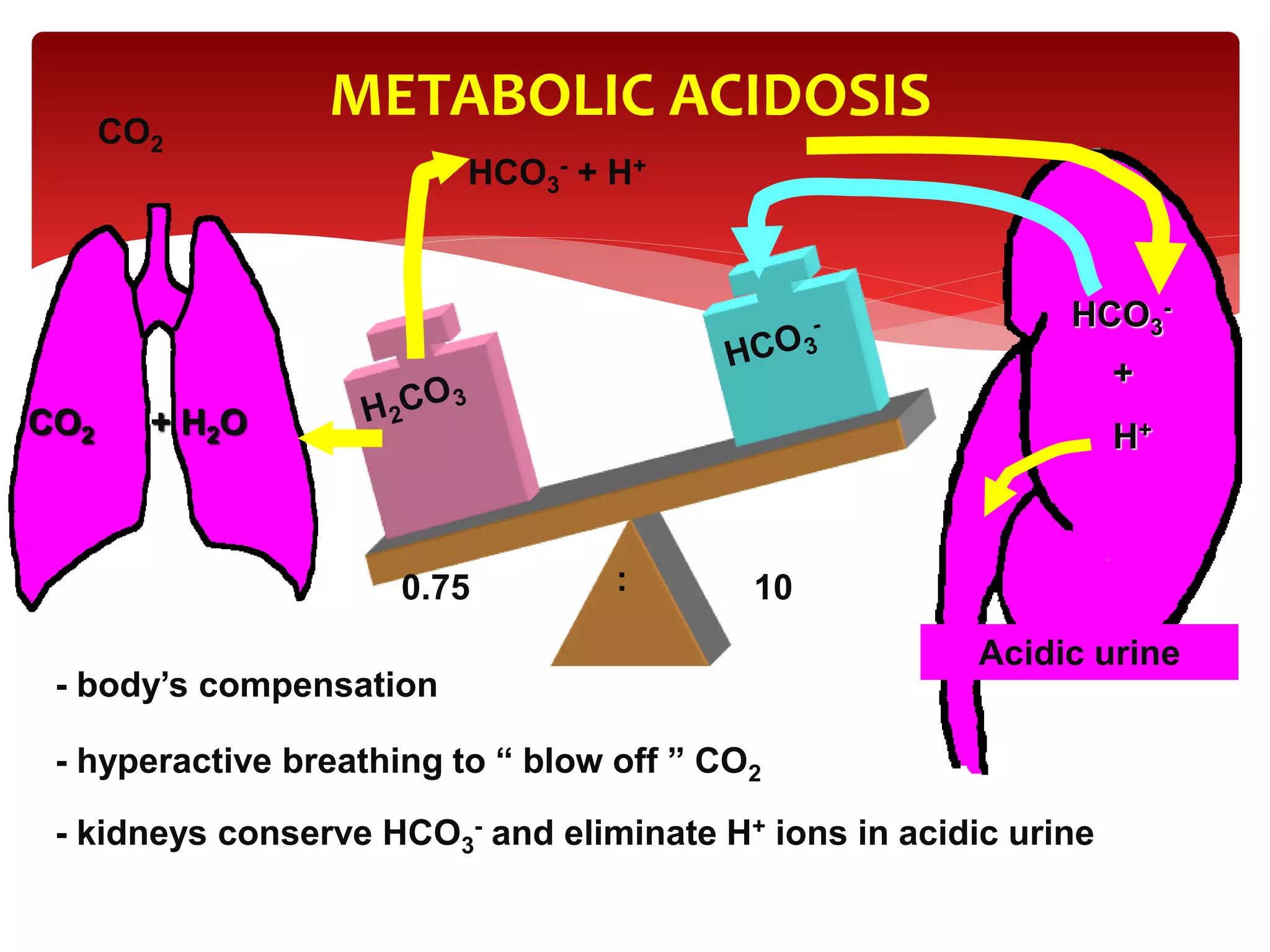 METABOLIC ACIDOSIS
- body’s compensation
- hyperactive breathing to “ blow off ” CO2
- kidneys conserve HCO3
- and eliminate H+ ions in acidic urine
0.75 10:
CO2
CO2 + H2O
HCO3
- + H+
HCO3
-
+
H+
Acidic urine
 