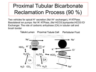 Proximal Tubular Bicarbonate
Reclamation Process (90 %)
Two vehicles for apical H+ secretion (Na+/H+ exchanger), H+ATPase.
Basolateral ion pumps: Na+/K+ ATPase, (Na+HCO3-)symporter,HCO3-/Cl-
Exchanger. The role of carbonic anhydrase (CA) in tubular cell and
brush border
 