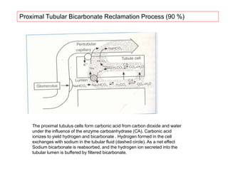 The proximal tubulus cells form carbonic acid from carbon dioxide and water
under the influence of the enzyme carboanhydrase (CA). Carbonic acid
ionizes to yield hydrogen and bicarbonate . Hydrogen formed in the cell
exchanges with sodium in the tubular fluid (dashed circle). As a net effect
Sodium bicarbonate is reabsorbed, and the hydrogen ion secreted into the
tubular lumen is buffered by filtered bicarbonate.
Proximal Tubular Bicarbonate Reclamation Process (90 %)
 