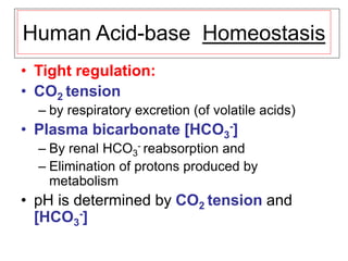 Human Acid-base Homeostasis
• Tight regulation:
• CO2 tension
– by respiratory excretion (of volatile acids)
• Plasma bicarbonate [HCO3
-]
– By renal HCO3
- reabsorption and
– Elimination of protons produced by
metabolism
• pH is determined by CO2 tension and
[HCO3
-]
 