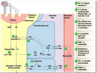 Acid-Base Homeostasis | PPTX