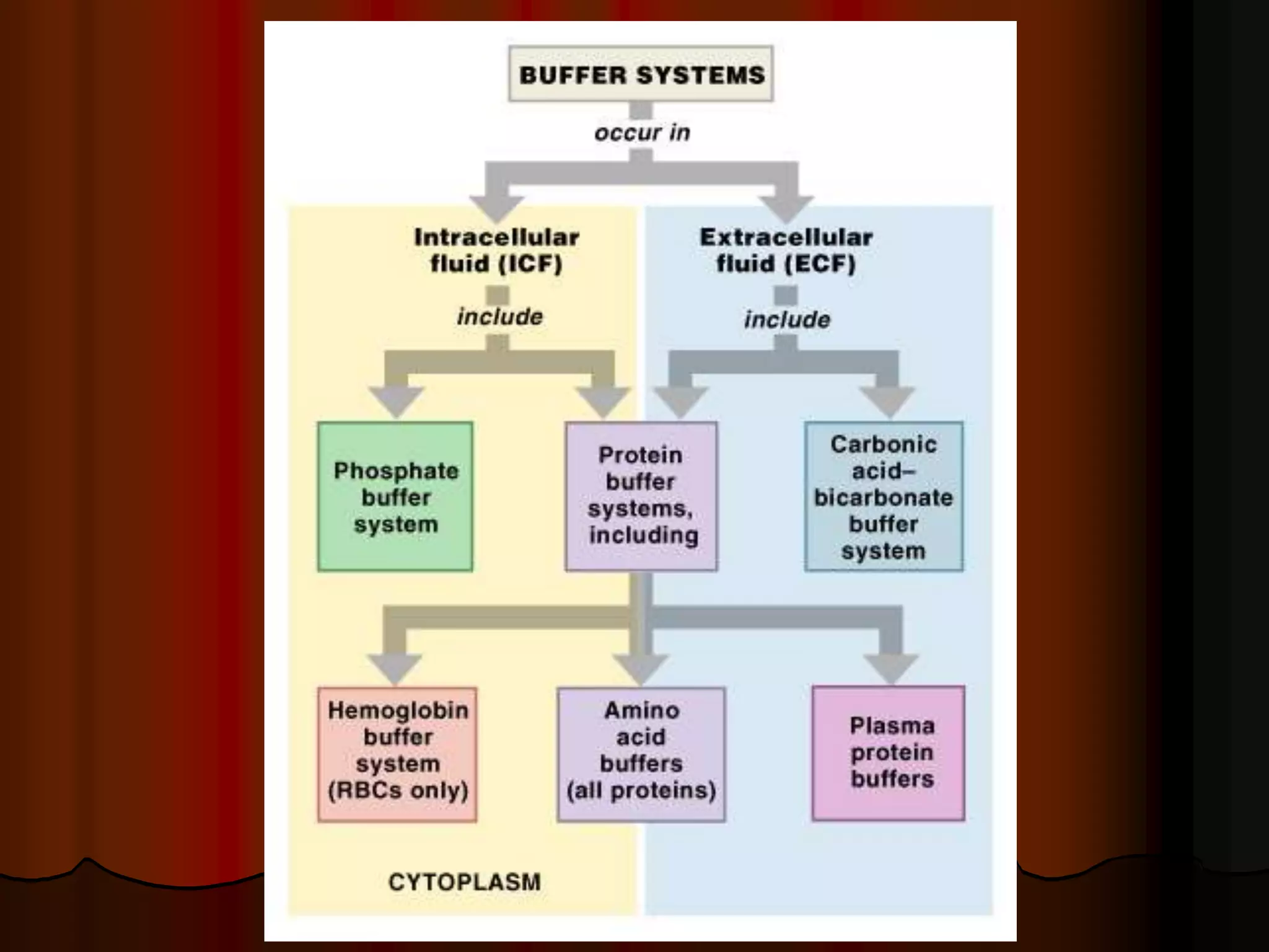 Acid Base Balance - Biochemistry of human homeostasis
