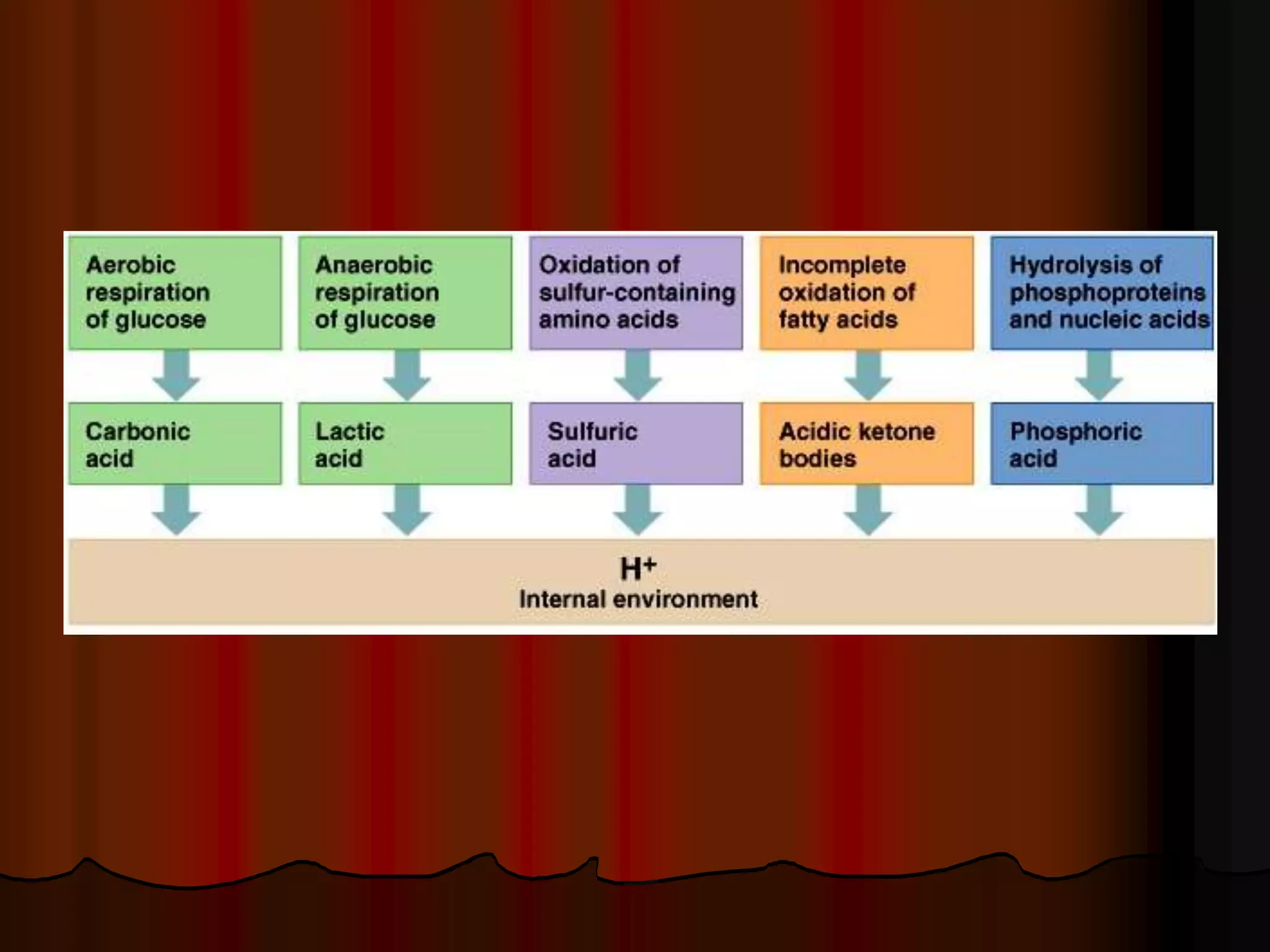 Acid Base Balance - Biochemistry of human homeostasis