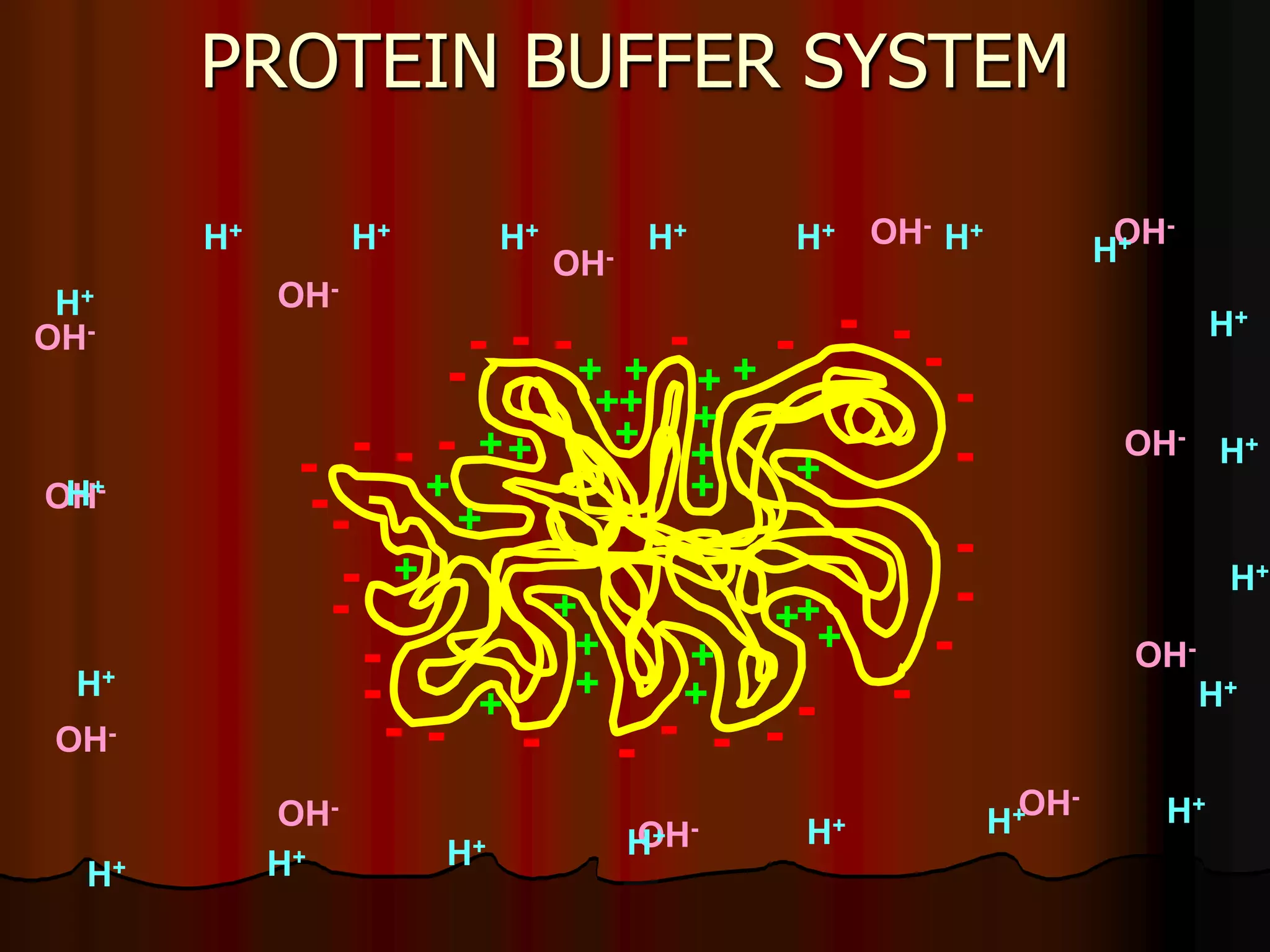 Acid Base Balance - Biochemistry of human homeostasis