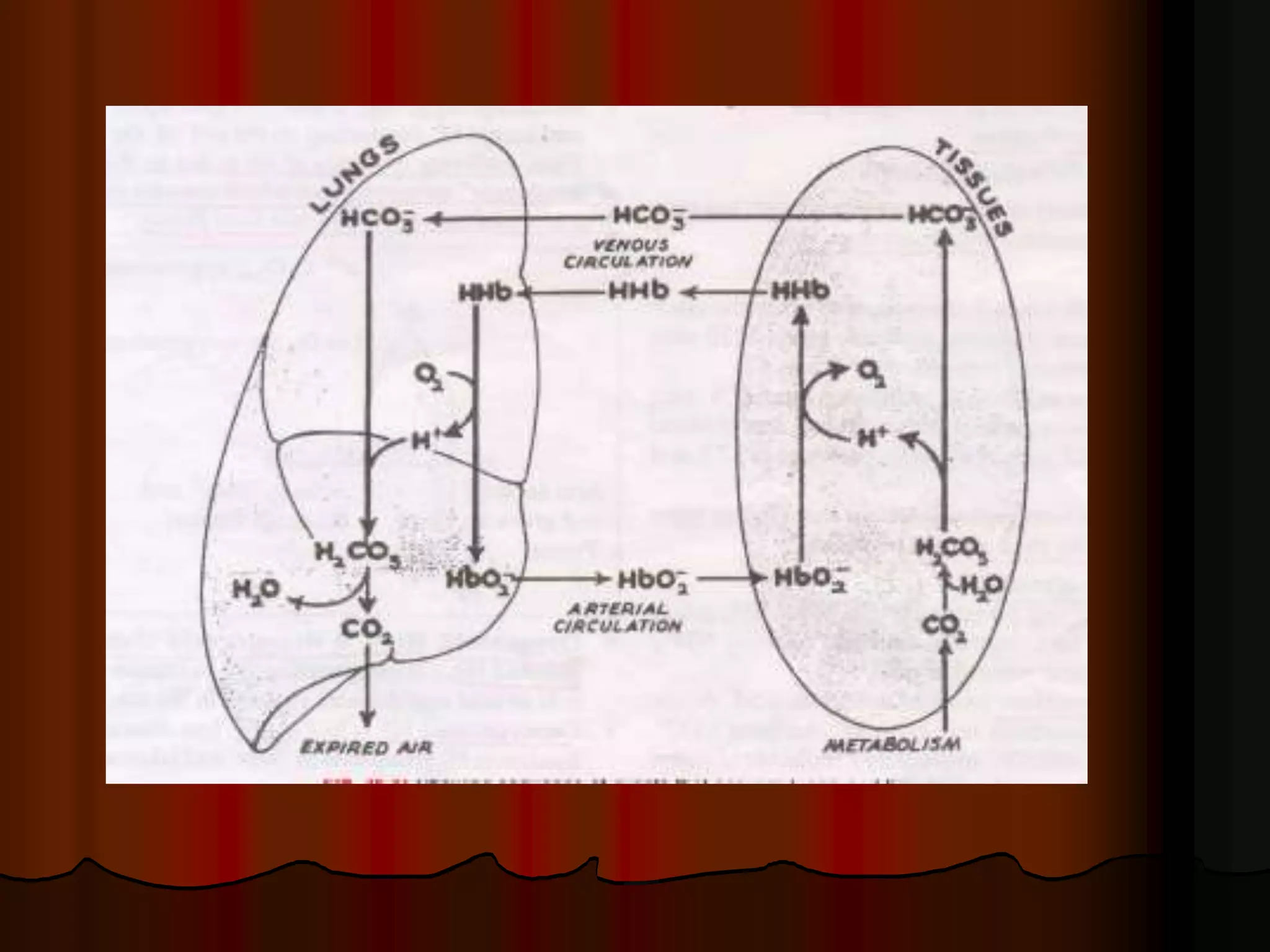 Acid Base Balance - Biochemistry of human homeostasis