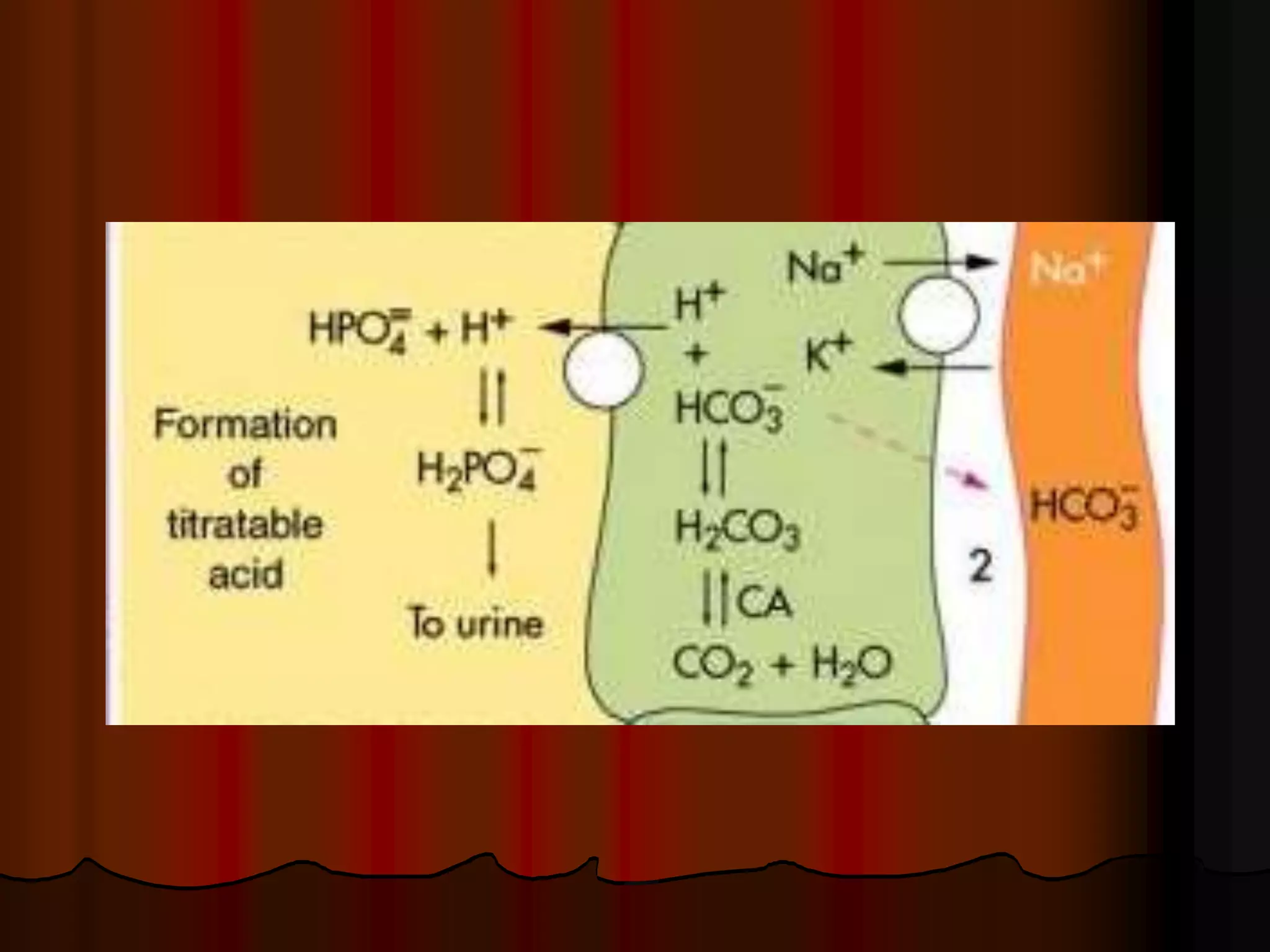 Acid Base Balance - Biochemistry of human homeostasis