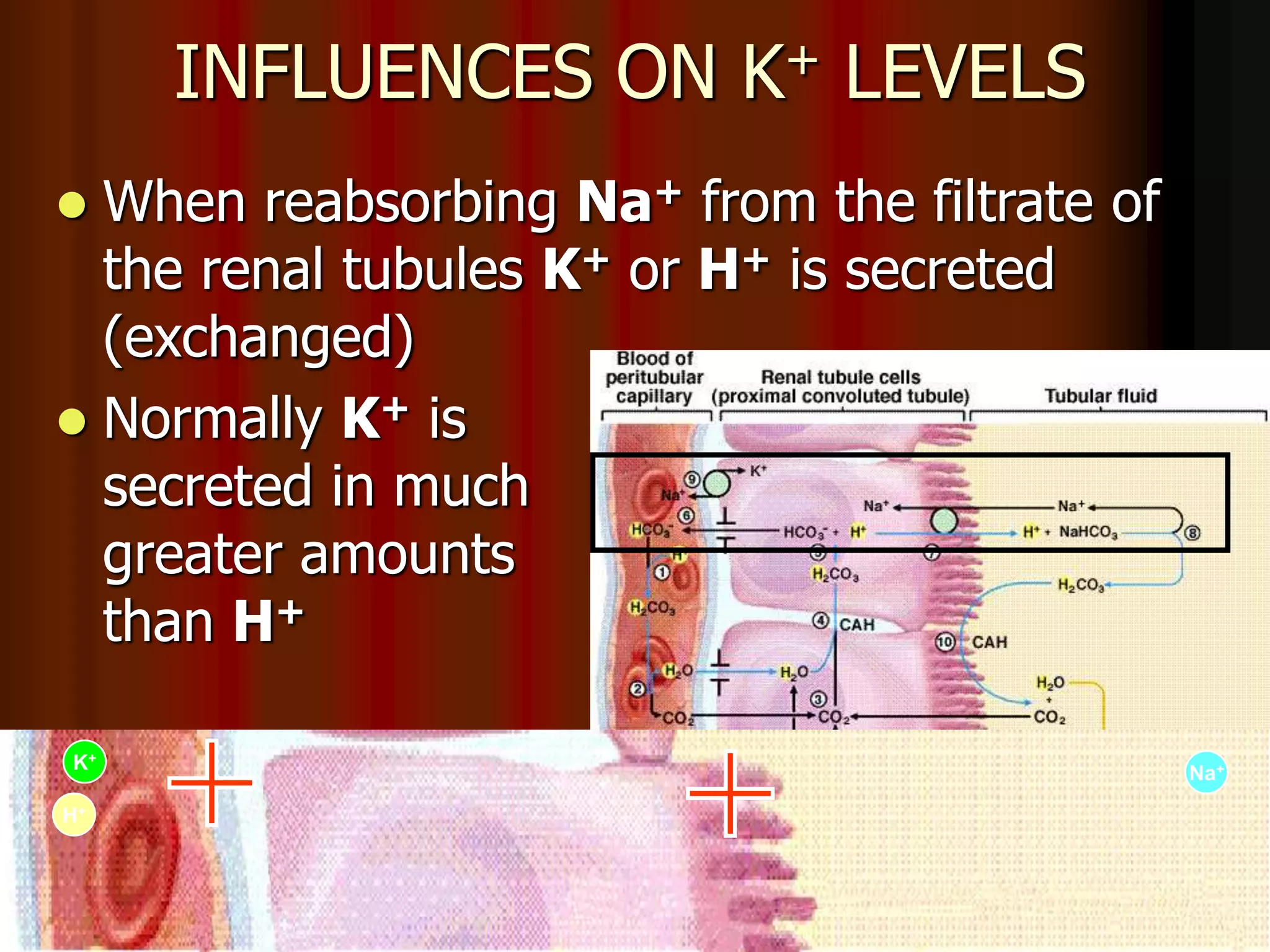 Acid Base Balance - Biochemistry of human homeostasis