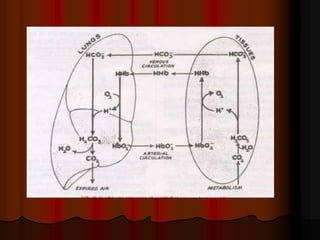 Acid Base Balance - Biochemistry of human homeostasis | PPT