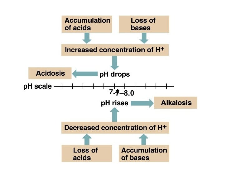 Acid Base Balance In Fishes