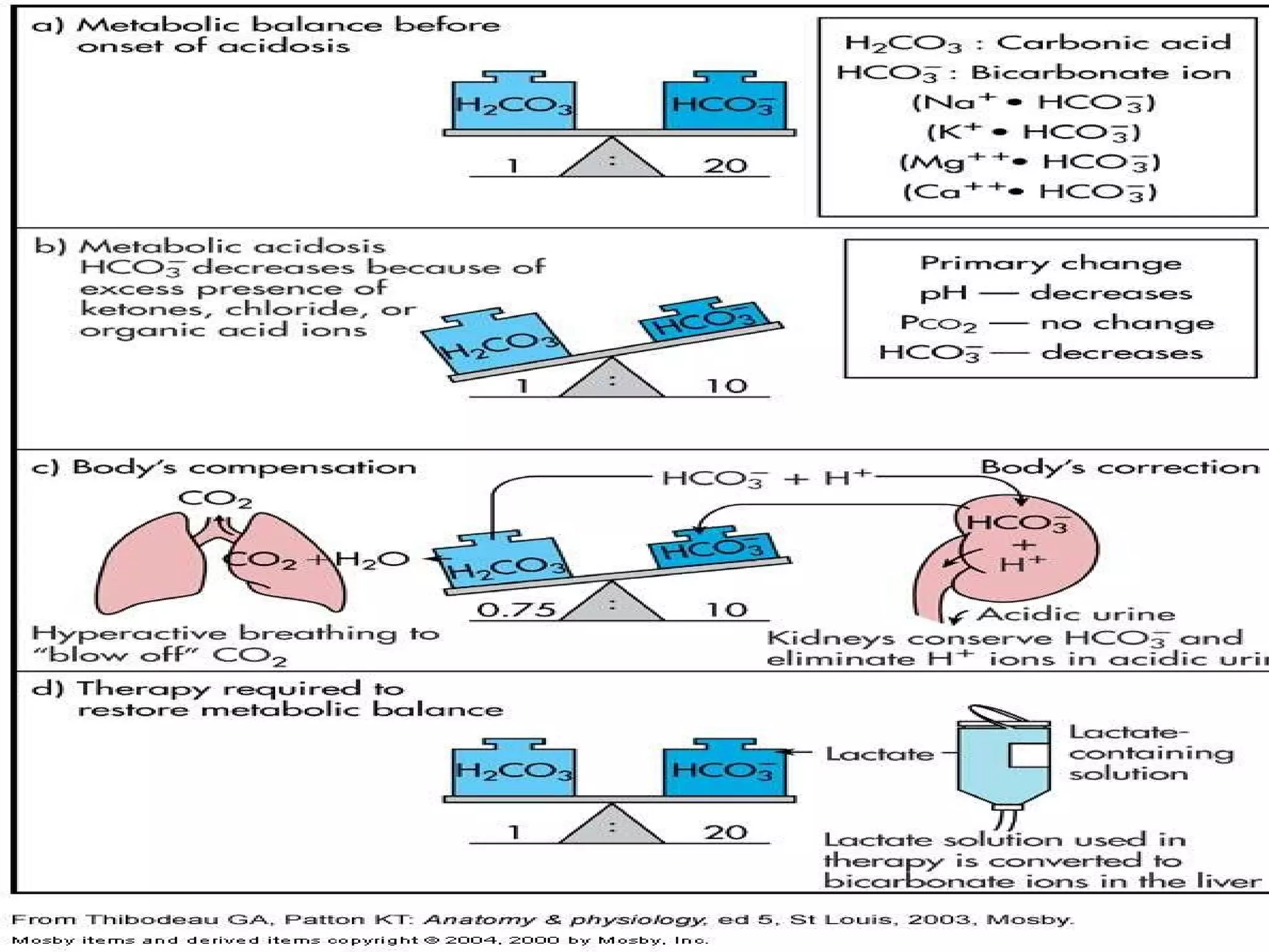 The Skeletal System Helps Maintain Acid-base Balance By Acid base balance KUB by Dr. Samreena | PPT