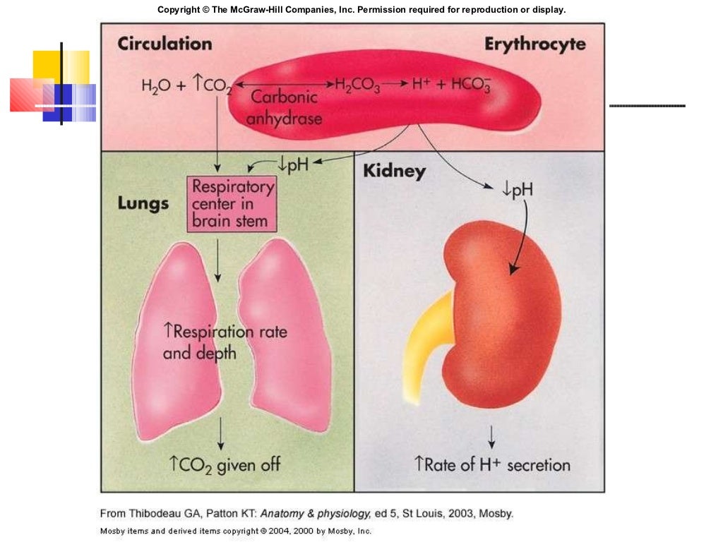 Respiratory Acid base balance by Dr. Samreena