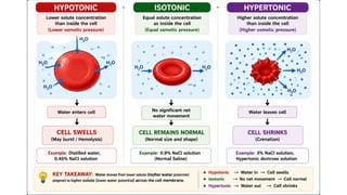 Acid-Base Chemistry and Buffer Systems in Pharmacy.pptx
