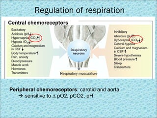 Regulation of respiration 
Central chemoreceptors 
Peripheral chemoreceptors: carotid and aorta 
 sensitive to Δ pO2, pCO2, pH 
 