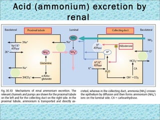 Acid (ammonium) excretion by 
renal 
 