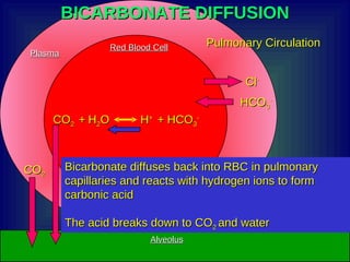 Acid Base Homeostasis | PPT