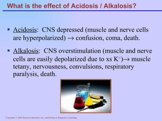 What is the effect of Acidosis / Alkalosis? Acidosis :  CNS depressed (muscle and nerve cells are hyperpolarized)    confusion, coma, death. Alkalosis :  CNS overstimulation (muscle and nerve cells are easily depolarized due to xs K + )   muscle tetany, nervousness, convulsions, respiratory paralysis, death. 