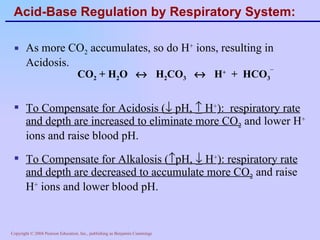 Acid-Base Regulation by Respiratory System: As more CO 2  accumulates, so do H +  ions, resulting in Acidosis. To Compensate for Acidosis (   pH,    H + ):  respiratory rate and depth are increased to eliminate more CO 2  and lower H +  ions and raise blood pH. To Compensate for Alkalosis (  pH,    H + ): respiratory rate and depth are decreased to accumulate more CO 2  and raise H +  ions and lower blood pH. CO 2  + H 2 O     H 2 CO 3      H +   +  HCO 3 ¯ 