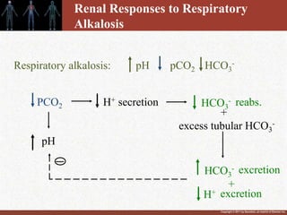 Acid-Base Regulation.ppt