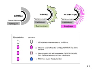 Acid fast staining | PDF