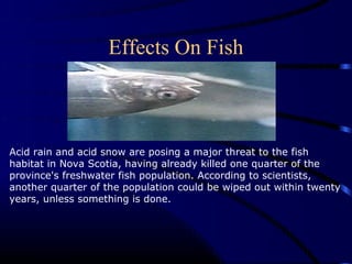 Effects On Fish



Acid rain and acid snow are posing a major threat to the fish
habitat in Nova Scotia, having already killed one quarter of the
province's freshwater fish population. According to scientists,
another quarter of the population could be wiped out within twenty
years, unless something is done.
 