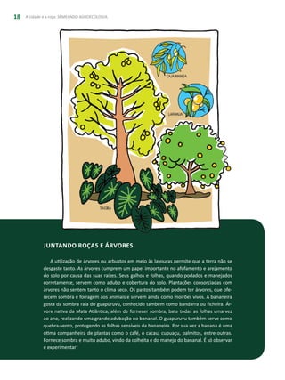 A cidade e a roça: SEMEANDO AGROECOLOGIA18
juntando roças e árvores
A utilização de árvores ou arbustos em meio às lavouras permite que a terra não se
desgaste tanto. As árvores cumprem um papel importante no afofamento e arejamento
do solo por causa das suas raízes. Seus galhos e folhas, quando podados e manejados
corretamente, servem como adubo e cobertura do solo. Plantações consorciadas com
árvores não sentem tanto o clima seco. Os pastos também podem ter árvores, que ofe-
recem sombra e forragem aos animais e servem ainda como moirões vivos. A bananeira
gosta da sombra rala do guapuruvu, conhecido também como bandarra ou ficheira. Ár-
vore nativa da Mata Atlântica, além de fornecer sombra, bate todas as folhas uma vez
ao ano, realizando uma grande adubação no bananal. O guapuruvu também serve como
quebra-vento, protegendo as folhas sensíveis da bananeira. Por sua vez a banana é uma
ótima companheira de plantas como o café, o cacau, cupuaçu, palmitos, entre outras.
Fornece sombra e muito adubo, vindo da colheita e do manejo do bananal. É só observar
e experimentar!
 