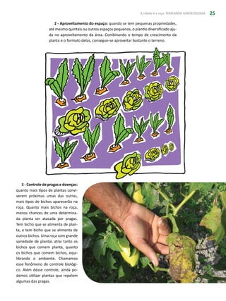 A cidade e a roça: SEMEANDO AGROECOLOGIA 25
2 - Aproveitamento do espaço: quando se tem pequenas propriedades,
até mesmo quintais ou outros espaços pequenos, o plantio diversificado aju-
da no aproveitamento da área. Combinando o tempo de crescimento da
planta e o formato delas, consegue-se aproveitar bastante o terreno.
3 - Controle de pragas e doenças:
quanto mais tipos de plantas convi-
verem próximas umas das outras,
mais tipos de bichos aparecerão na
roça. Quanto mais bichos na roça,
menos chances de uma determina-
da planta ser atacada por pragas.
Tem bicho que se alimenta de plan-
ta, e tem bicho que se alimenta de
outros bichos. Uma roça com grande
variedade de plantas atrai tanto os
bichos que comem planta, quanto
os bichos que comem bichos, equi-
librando o ambiente. Chamamos
esse fenômeno de controle biológi-
co. Além desse controle, ainda po-
demos utilizar plantas que repelem
algumas das pragas.
 