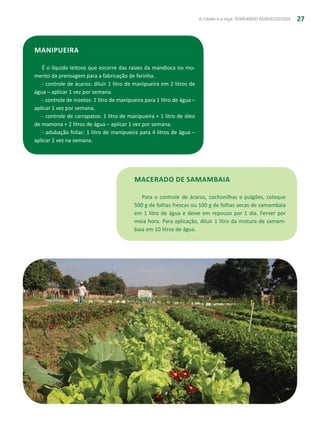 A cidade e a roça: SEMEANDO AGROECOLOGIA 27
Manipueira
É o líquido leitoso que escorre das raízes da mandioca no mo-
mento da prensagem para a fabricação de farinha.
- controle de ácaros: diluir 1 litro de manipueira em 2 litros de
água – aplicar 1 vez por semana.
- controle de insetos: 1 litro de manipueira para 1 litro de água –
aplicar 1 vez por semana.
- controle de carrapatos: 1 litro de manipueira + 1 litro de óleo
de mamona + 2 litros de água – aplicar 1 vez por semana.
- adubação foliar: 1 litro de manipueira para 4 litros de água –
aplicar 1 vez na semana.
Macerado de samambaia
Para o controle de ácaros, cochonilhas e pulgões, coloque
500 g de folhas frescas ou 100 g de folhas secas de samambaia
em 1 litro de água e deixe em repouso por 1 dia. Ferver por
meia hora. Para aplicação, diluir 1 litro da mistura de samam-
baia em 10 litros de água.
 