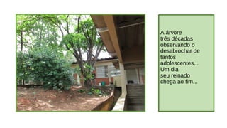 A árvore
três décadas
observando o
desabrochar de
tantos
adolescentes...
Um dia
seu reinado
chega ao fim...

 