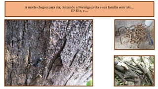 A morte chegou para ela, deixando a Formiga preta e sua família sem teto...
E? E! e, e ...

 