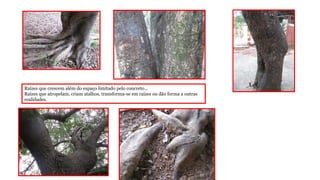 Raízes que crescem além do espaço limitado pelo concreto...
Raízes que atropelam, criam atalhos, transforma-se em raízes ou dão forma a outras
realidades.

 