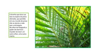 A Aranha que tece sua
teia na espera da presa
distraída, que perdida
em seu mundo de presa
não se atenta a rede
que a estrangula.
No olhar do fotografo o
poder de eternizar...
O poder de tecer um
outro olhar, uma outra
matrix.

 