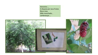 Amoreira ...
A disputa por seus frutos
Boca roxa,
Mão manchada...
Lembranças ...

 