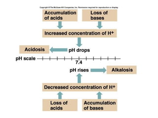 Comprehensive Overview of Acid-Base Balance and Imbalance in Human ...