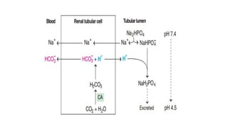 Comprehensive Overview of Acid-Base Regulation and Homeostasis in the ...