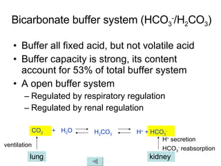 Bicarbonate buffer system (HCO 3 - /H 2 CO 3 )   Buffer all fixed acid, but not volatile acid Buffer capacity is strong, its content account for 53% of total buffer system A open buffer system Regulated by respiratory regulation Regulated by renal regulation CO 2 H 2 O H +  + HCO 3 - H 2 CO 3 + lung kidney ventilation H +  secretion  HCO 3 -  reabsorption 