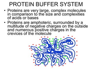PROTEIN BUFFER SYSTEM Proteins are very large, complex molecules in comparison to the size and complexities of acids or bases Proteins are amphoteric, surrounded by a multitude of negative charges on the outside and numerous positive charges in the crevices of the molecule - - - - - - - - - - - - - - - - - - - - - - - - - - - - - - - - - + + + + + + + + + + + + + + + + + + + + + + + + + 