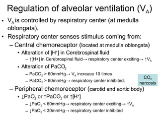 Regulation of alveolar ventilation (V A ) V A  is controlled by respiratory center (at medulla oblongata). Respiratory center senses stimulus coming from:  Central chemoreceptor ( located at medulla oblongata ) Alteration of [H + ] in Cerebrospinal fluid ↑ [H+] in Cerebrospinal fluid-> respiratory center exciting-> ↑V A   Alteration of PaCO 2 PaCO 2  > 60mmHg-> V A  increase 10 times PaCO 2  > 80mmHg-> respiratory center inhibited.  Peripheral chemoreceptor ( carotid and aortic body ) ↓ PaO 2  or ↑PaCO 2  or ↑[H + ] ↓ PaO 2  < 60mmHg-> respiratory center exciting-> ↑V A   ↓ PaO 2  < 30mmHg-> respiratory center inhibited CO 2  narcosis 
