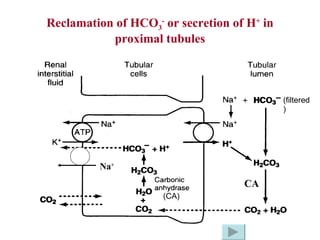 Reclamation of HCO 3 -  or secretion of H +  in proximal tubules CA Na + (filtered) (CA) 