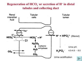 ATPase + HPO 4 2- H 2 PO 4 - Cl - (filtered) Regeneration of HCO 3 -  or secretion of H +  in distal tubules and collecting duct Urine acidification Urine pH: 4.5-4.8 ～ 8.0 