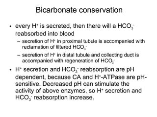 every H +  is secreted, then there will a HCO 3 -  reabsorbed into blood secretion of H +  in proximal tubule is accompanied with reclamation of filtered HCO 3 - secretion of H +  in distal tubule and collecting duct is accompanied with regeneration of HCO 3 -   H +  secretion and HCO 3 -  reabsorption are pH dependent, because CA and H + -ATPase are pH-sensitive. Decreased pH can stimulate the activity of above enzymes, so H +  secretion and HCO 3 -  reabsorption increase. Bicarbonate conservation 