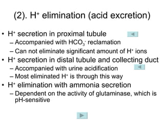 (2). H +  elimination (acid excretion) H +  secretion in proximal tubule Accompanied with HCO 3 -  reclamation Can not eliminate significant amount of H +  ions H +  secretion in distal tubule and collecting duct Accompanied with urine acidification Most eliminated H +  is through this way H +  elimination with ammonia secretion Dependent on the activity of glutaminase, which is pH-sensitive 