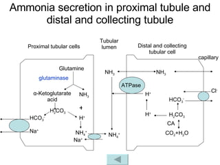 Glutamine  NH 3  α -Ketoglutarate acid H 2 CO 3 H + HCO 3 - Na + glutaminase + NH 4 + Na + NH 4 + HCO 3 - H 2 CO 3 H + NH 3  H + CO 2 +H 2 O CA ATPase NH 3  Cl - Proximal tubular cells Distal and collecting tubular cell Tubular lumen Ammonia secretion in proximal tubule and distal and collecting tubule capillary 