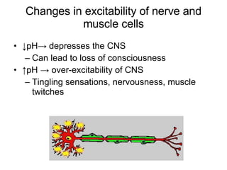 Changes in excitability of nerve and muscle cells ↓ pH-> depresses the CNS Can lead to loss of consciousness ↑ pH -> over-excitability of CNS Tingling sensations, nervousness, muscle twitches 